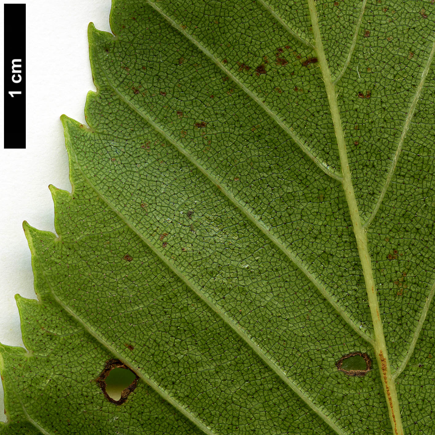 High resolution image: Family: Betulaceae - Genus: Alnus - Taxon: sieboldiana